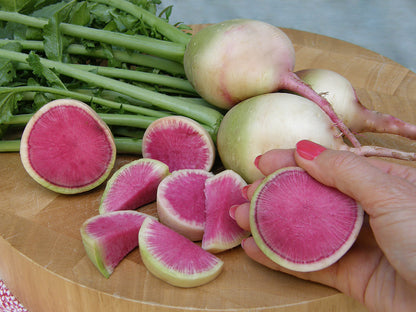 Heirloom Radishes - Watermelon