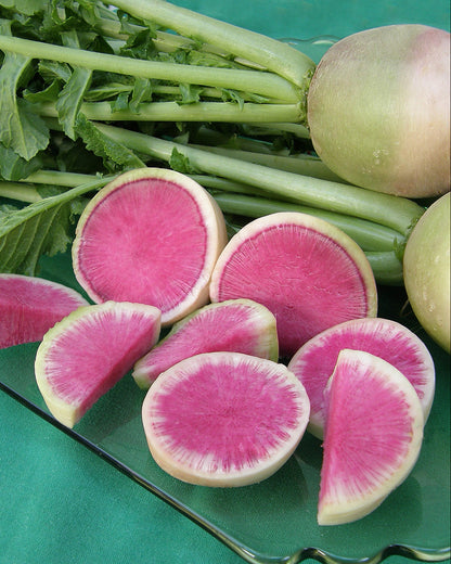 Heirloom Radishes - Watermelon