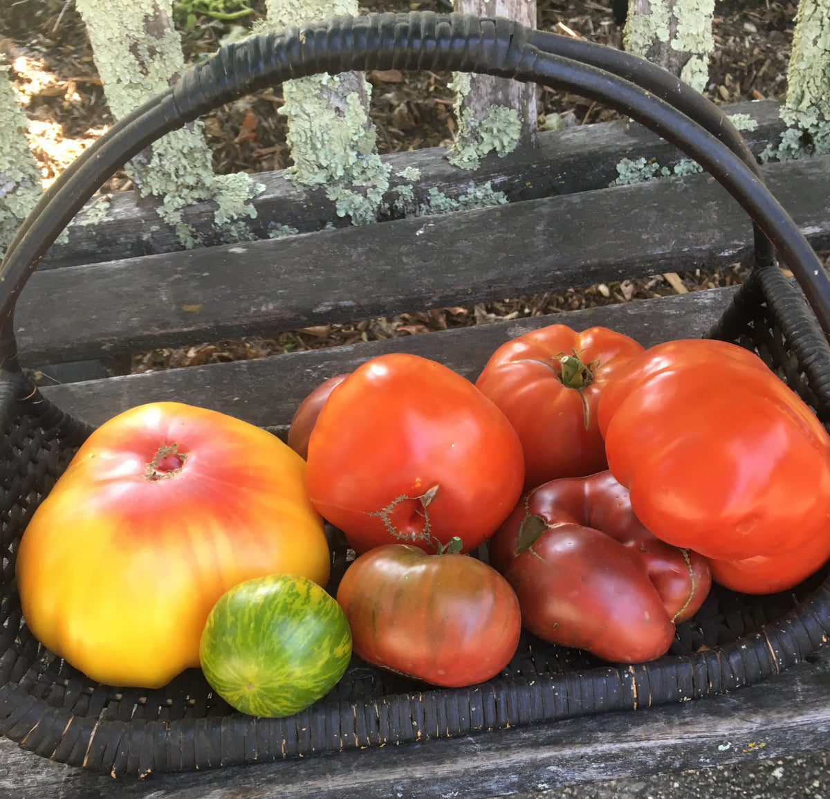Heirloom Tomatoes - Rainbow’s End