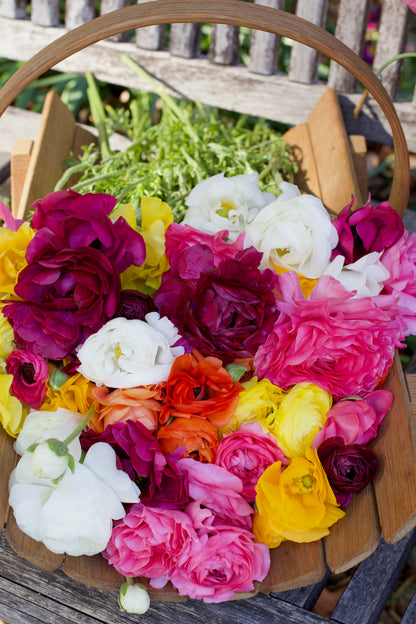 Ranunculus Bulbs - Jumbo Color Blend
