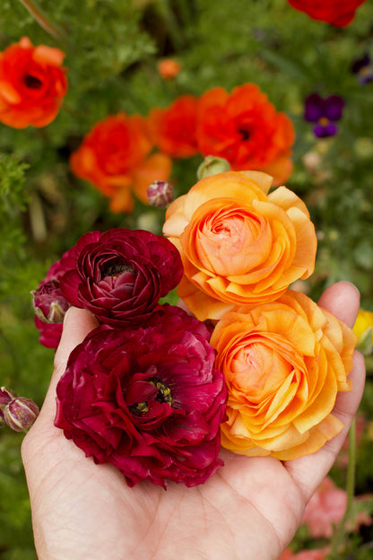 Ranunculus Bulbs - Jumbo Color Blend