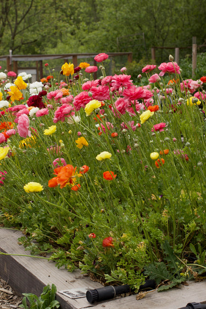 Ranunculus Bulbs - Jumbo Color Blend