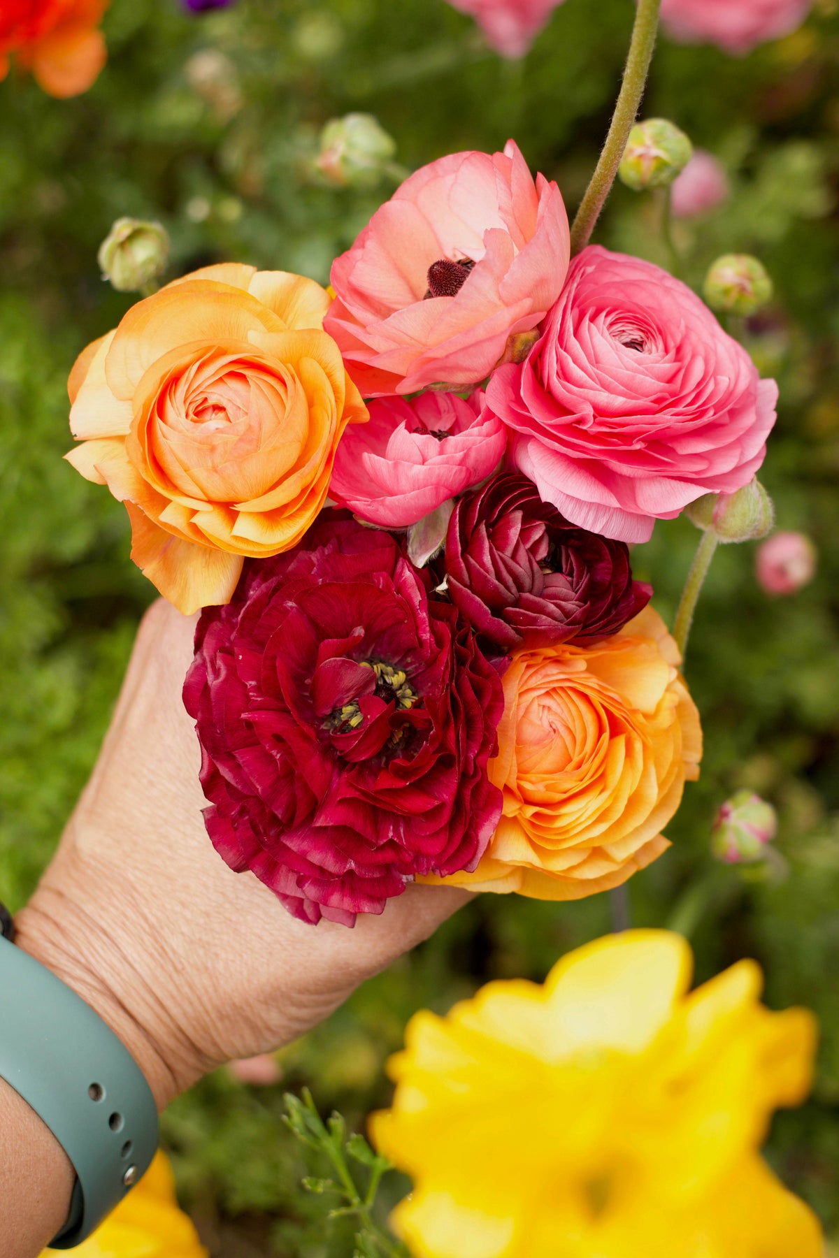Ranunculus Bulbs - Jumbo Color Blend