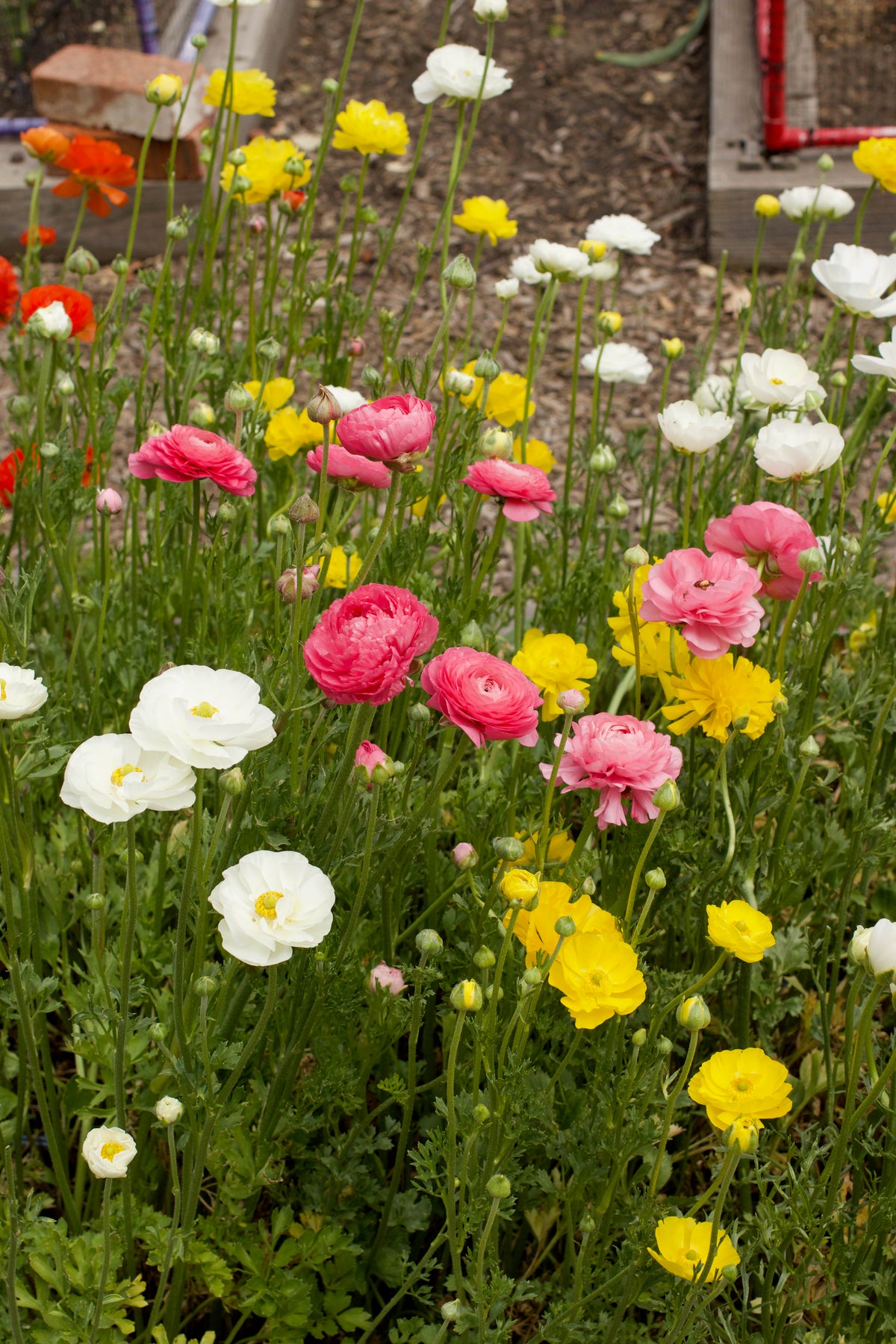 Ranunculus Bulbs - Jumbo Spring Joy
