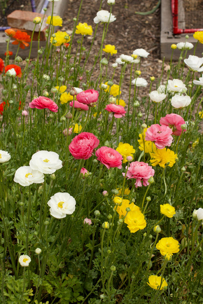 Ranunculus Bulbs - Jumbo Spring Joy