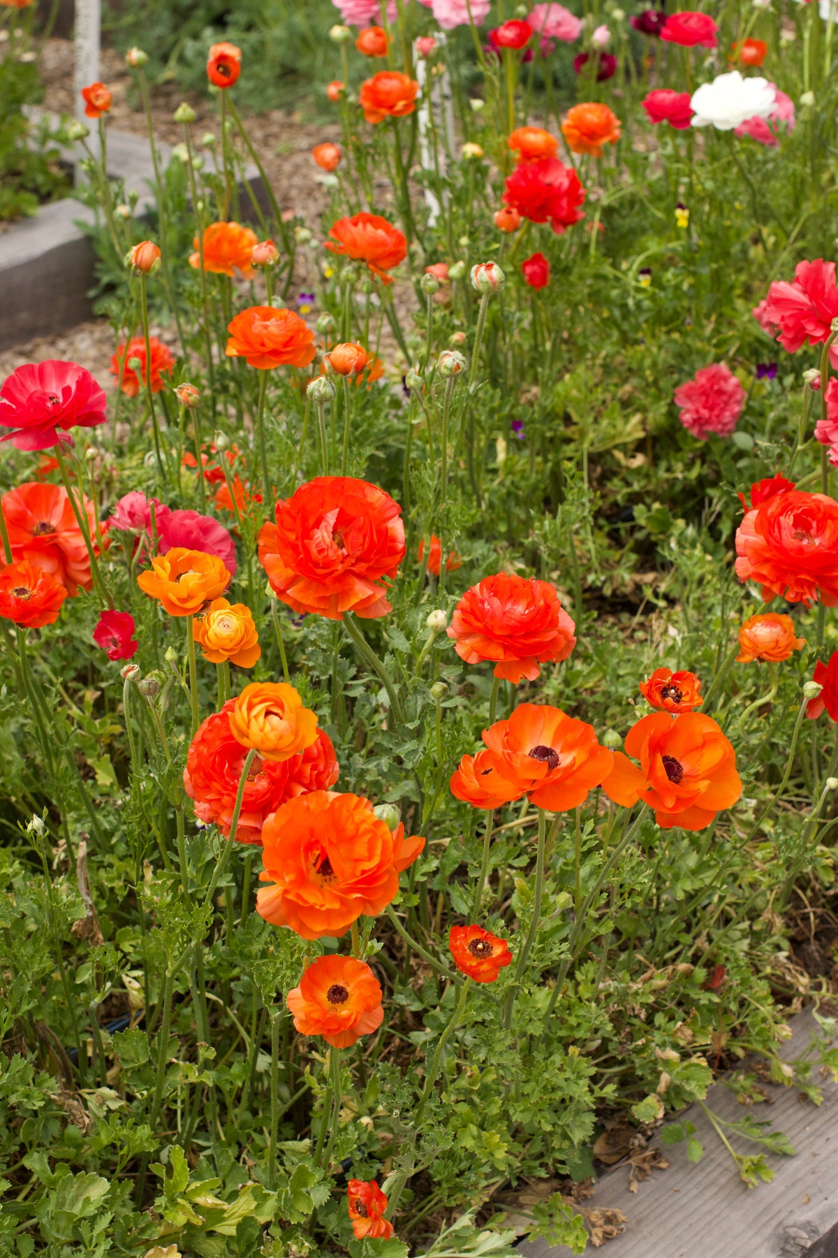 Ranunculus Bulbs - Jumbo Sunset Glow