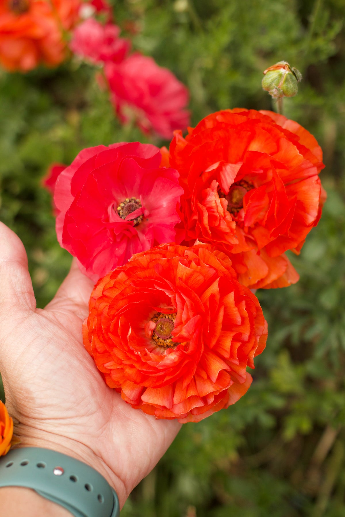 Ranunculus Bulbs - Jumbo Sunset Glow