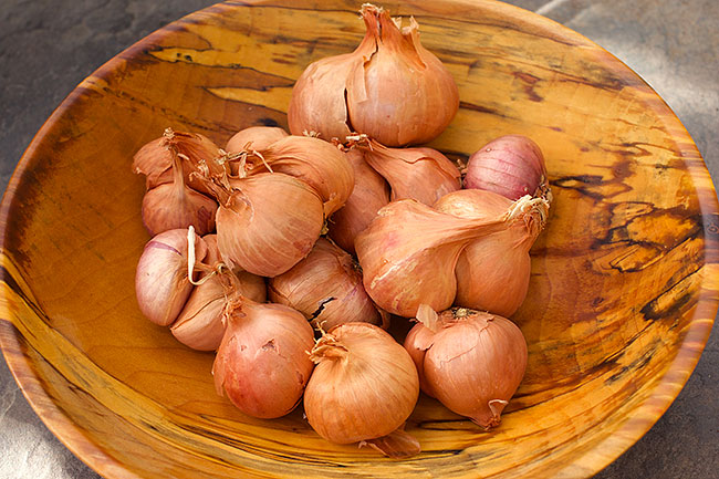 Shallot Starts - Red Shallots Organic