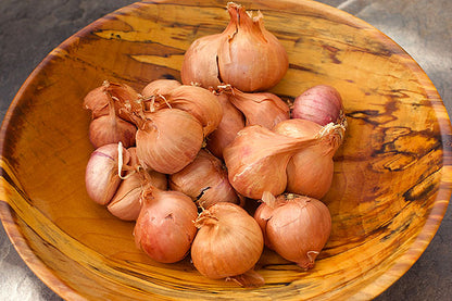 Shallot Starts - Red Shallots Organic