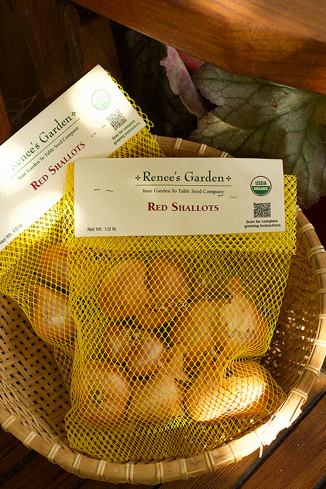 Shallot Starts - Red Shallots Organic