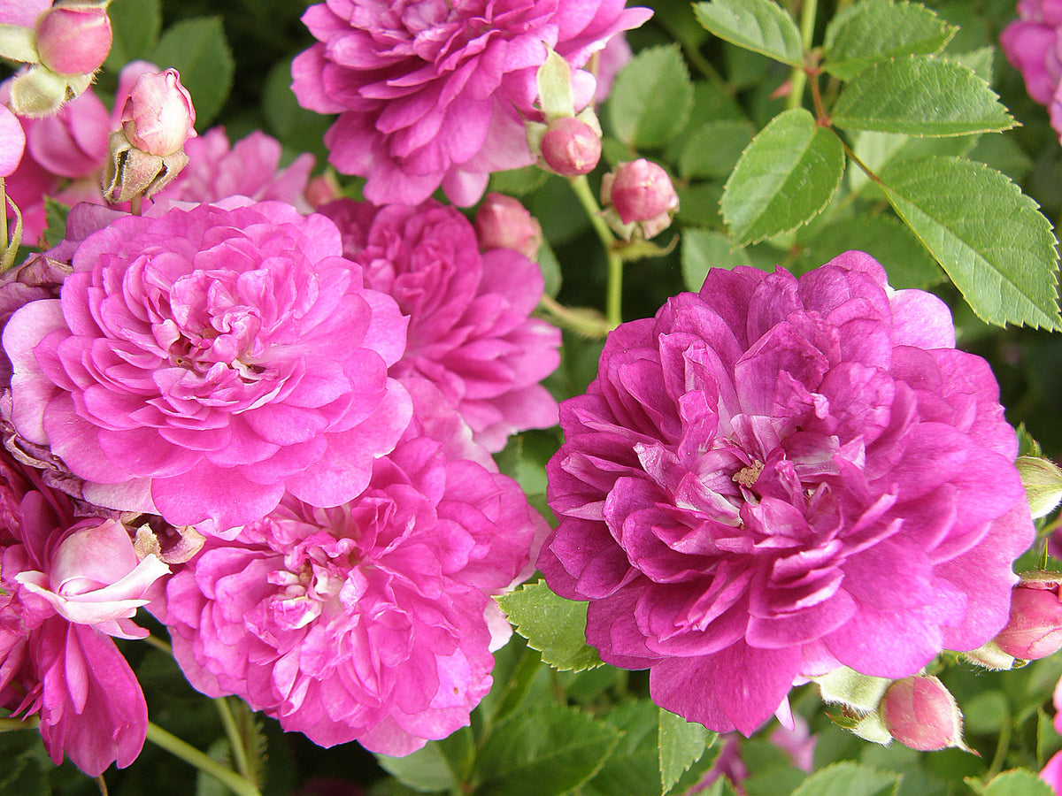 Heirloom Miniature Roses - Angel Wings