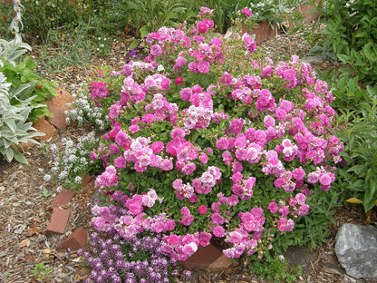 Heirloom Miniature Roses - Angel Wings