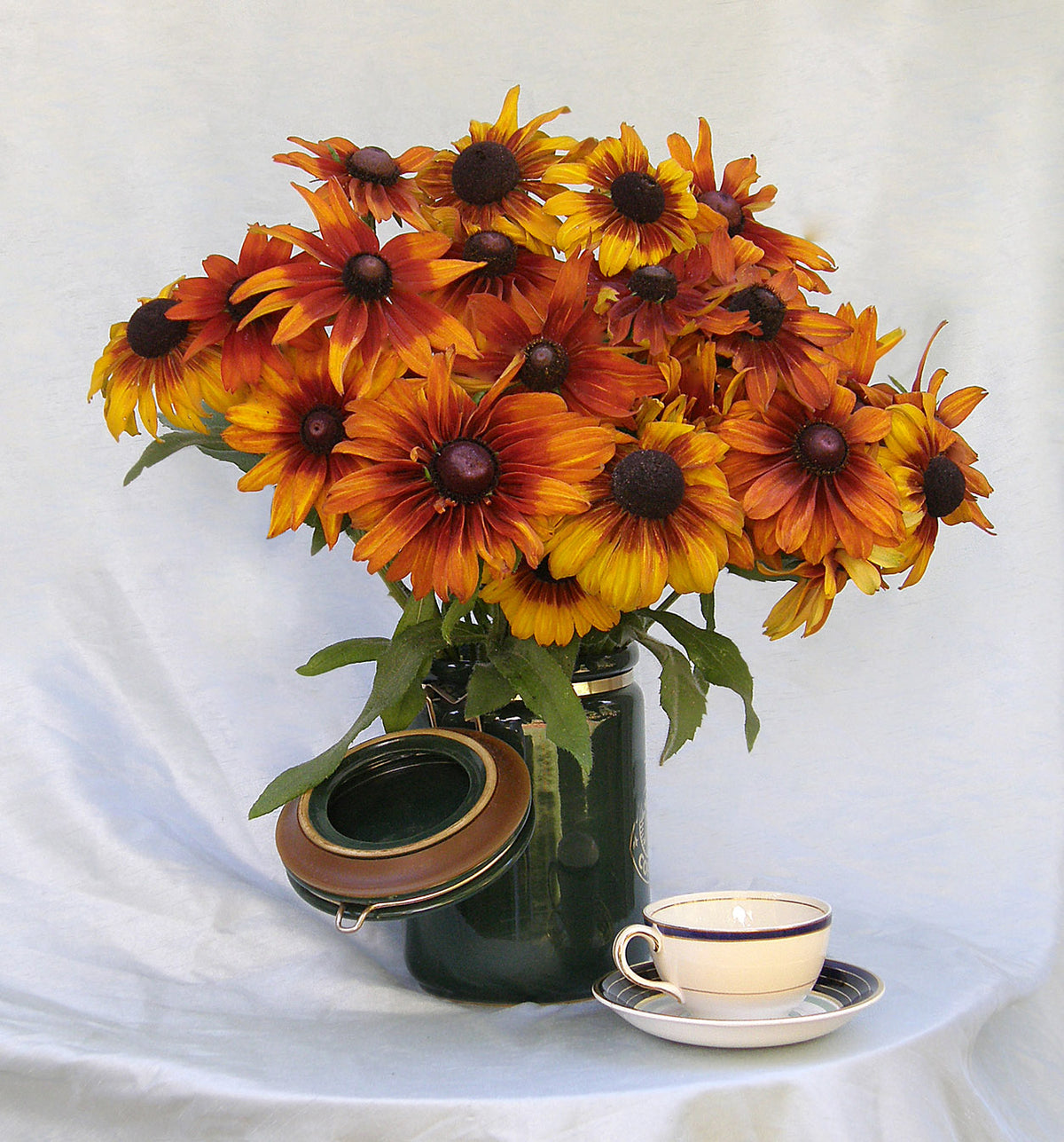 Butterfly Rudbeckia - Cappucino