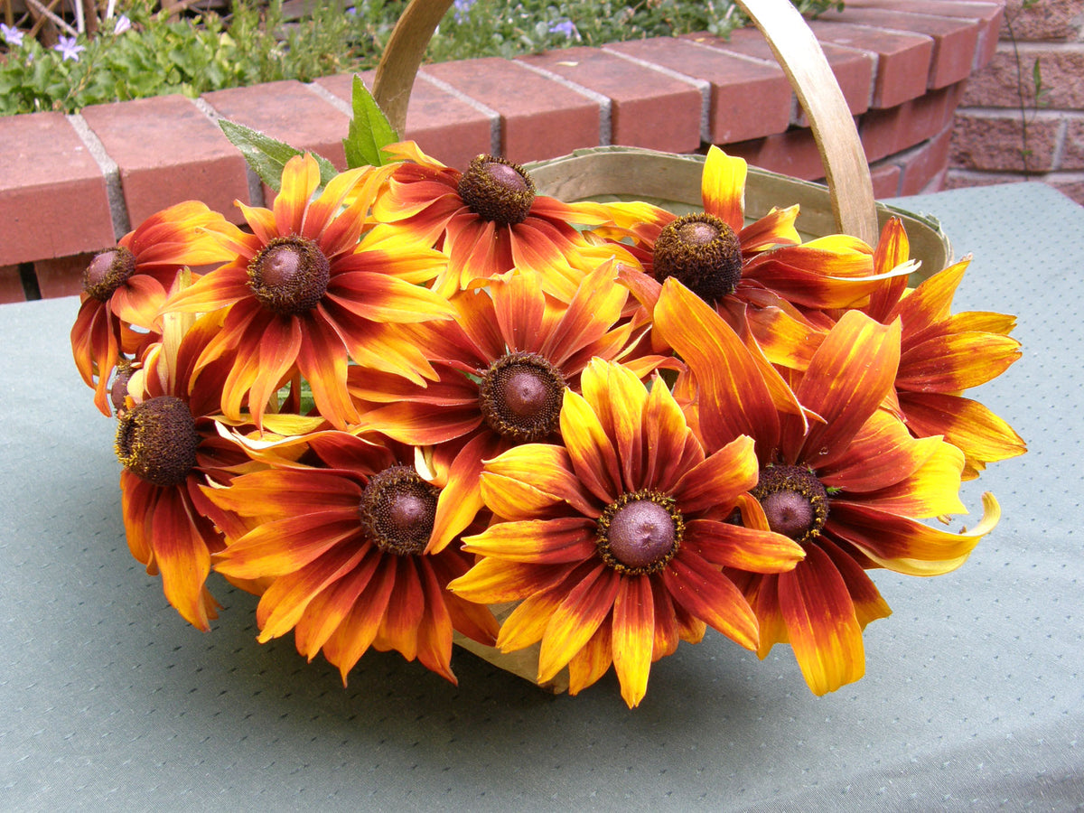 Butterfly Rudbeckia - Cappucino