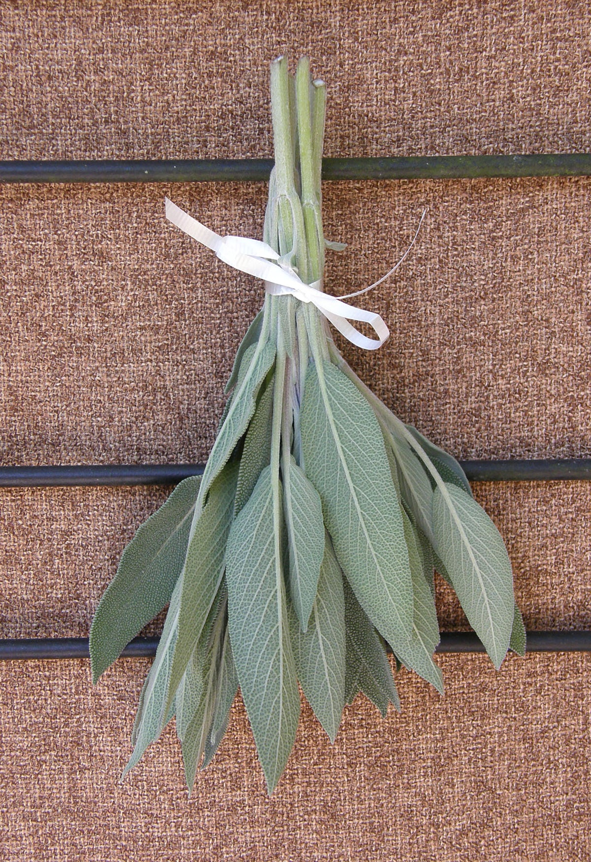 Heirloom Herbs - Italian Aromatic Sage
