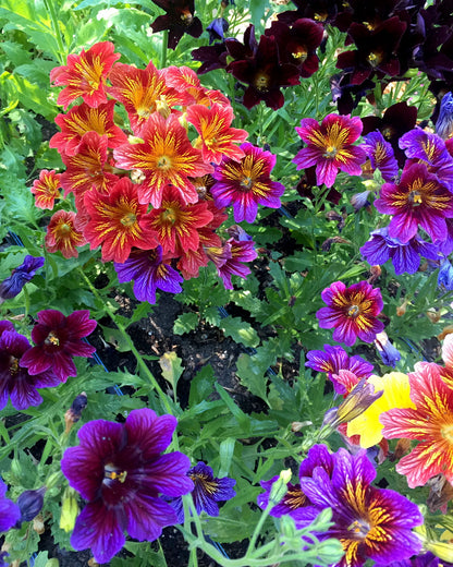 Painted Salpiglossis - Stained Glass