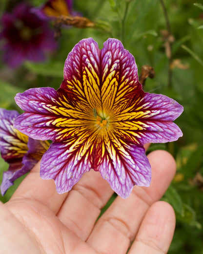 Painted Salpiglossis - Stained Glass