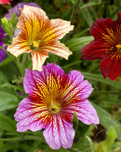 Painted Salpiglossis - Stained Glass