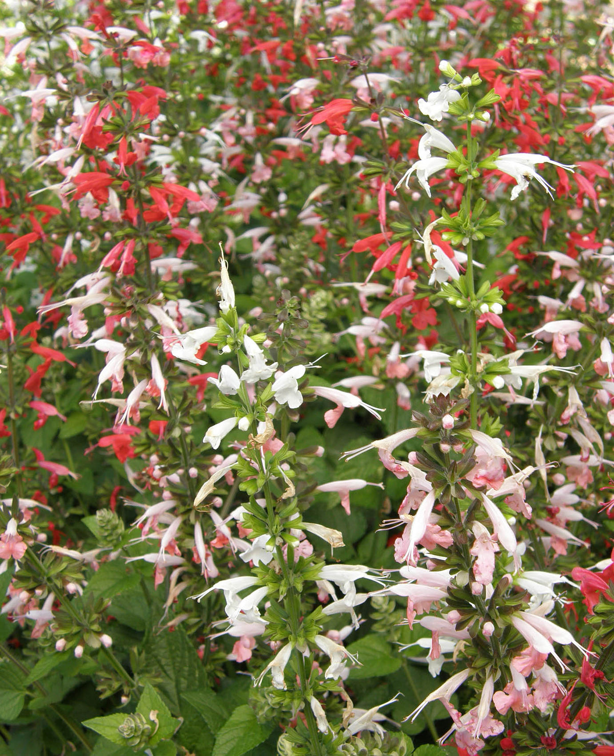 Container Salvia - Bee Heaven