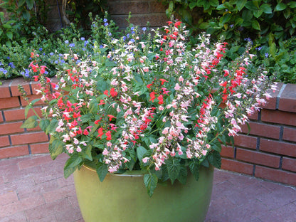 Container Salvia - Bee Heaven
