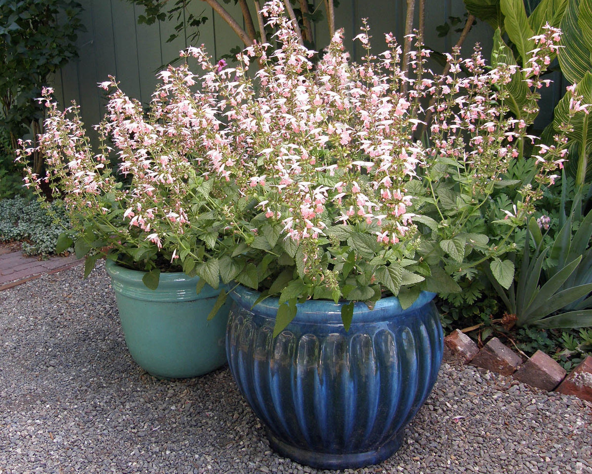 Hummingbird Salvia - Coral Nymph