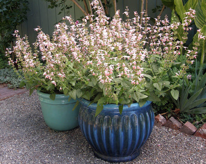Hummingbird Salvia - Coral Nymph