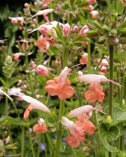Hummingbird Salvia - Coral Nymph