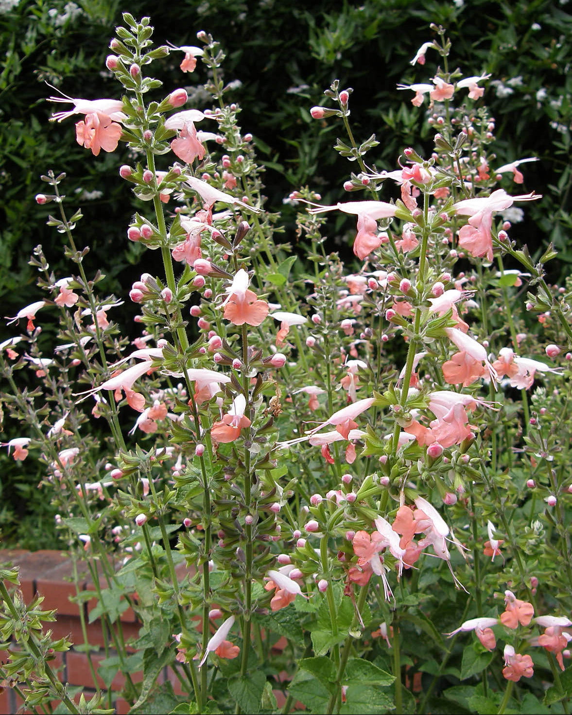 Hummingbird Salvia - Coral Nymph