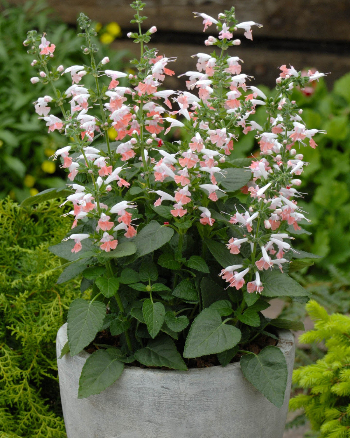 Hummingbird Salvia - Coral Nymph