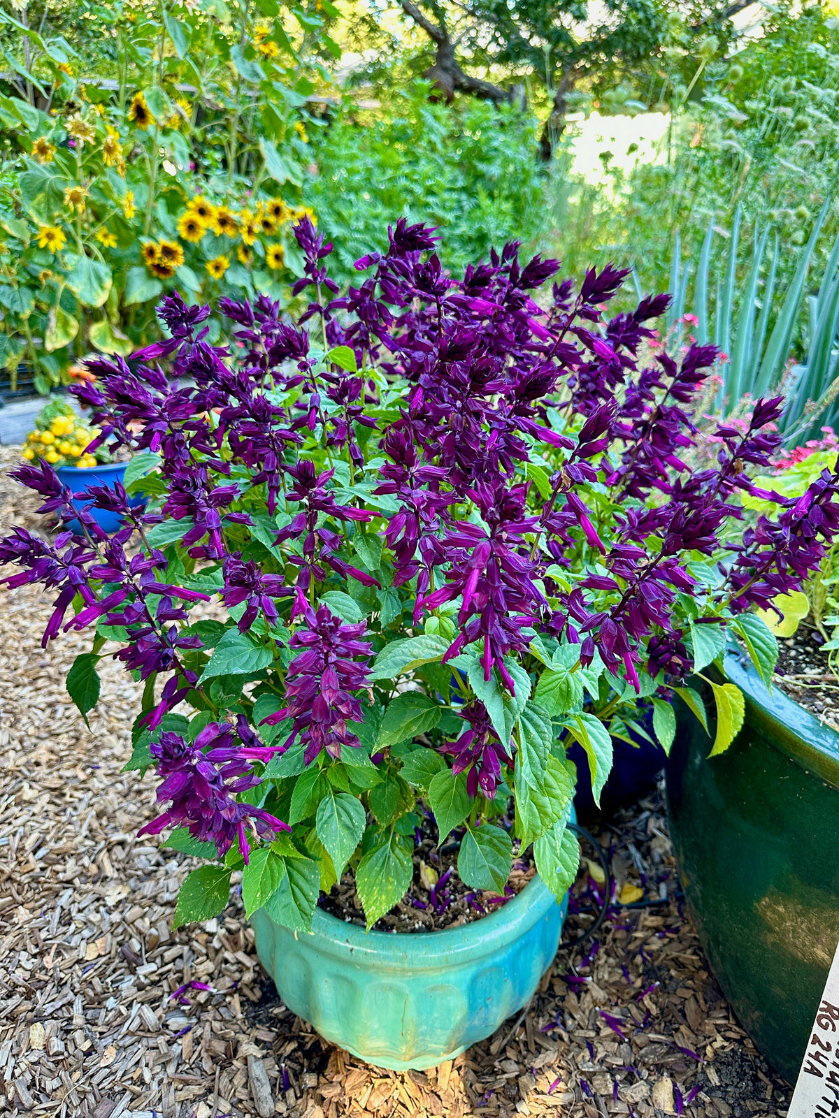 Container Salvia - Estella Purple