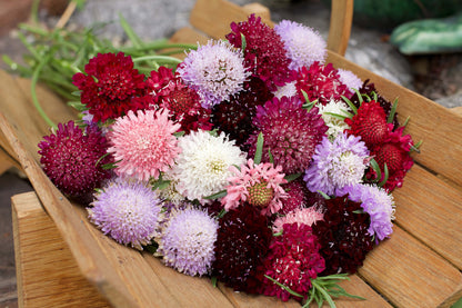 Heirloom Butterfly Scabiosa - Grandmother's Pincushion