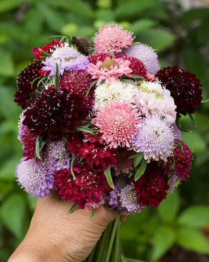 Heirloom Butterfly Scabiosa - Grandmother's Pincushion