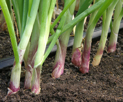 Heirloom Salad Onions - Italian Scallion