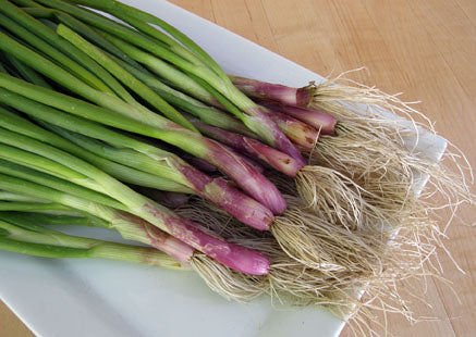 Heirloom Salad Onions - Italian Scallion
