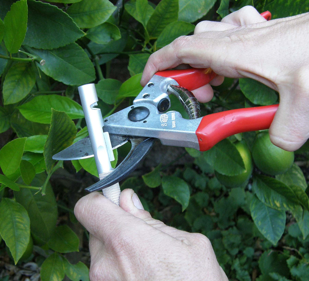 Felco Sharpener