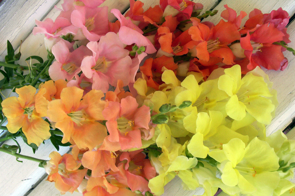 Butterfly Snapdragons - Chantilly