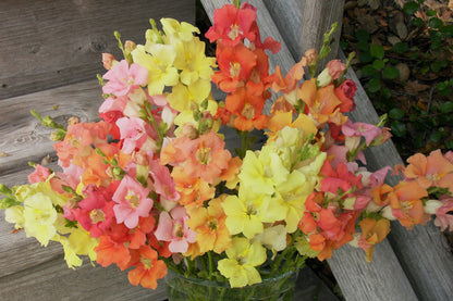 Butterfly Snapdragons - Chantilly