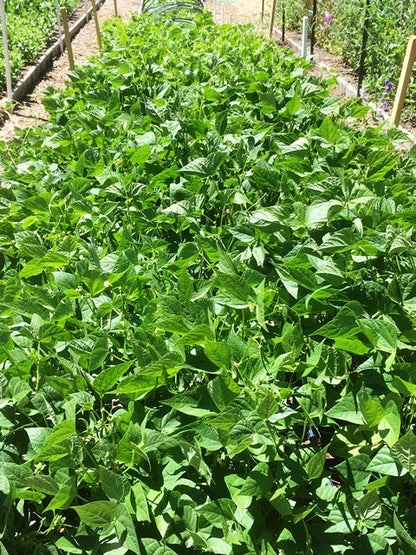 Heirloom Dry Beans - Soup Mix Blend