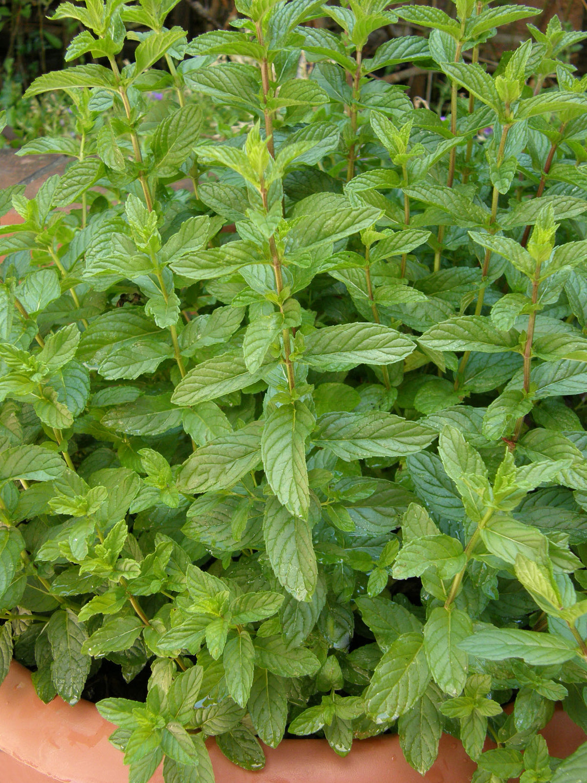 Kitchen Herbs - Heirloom Spearmint