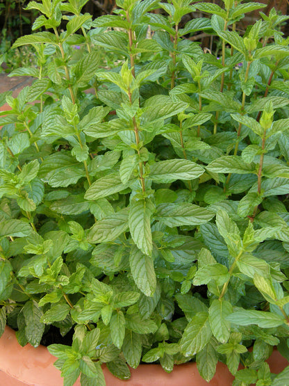Kitchen Herbs - Heirloom Spearmint
