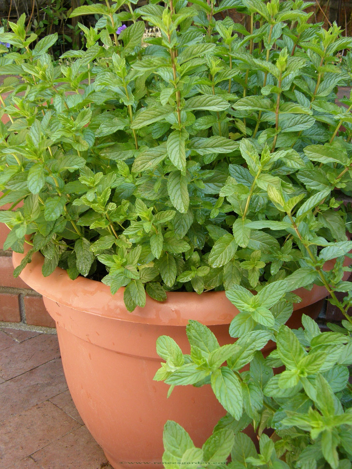 Kitchen Herbs - Heirloom Spearmint