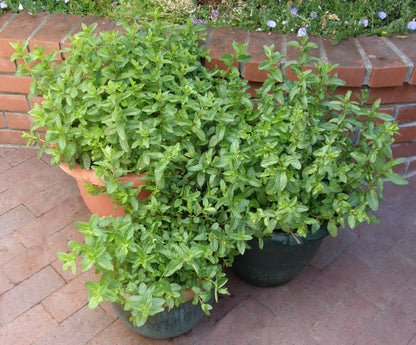 Kitchen Herbs - Heirloom Spearmint