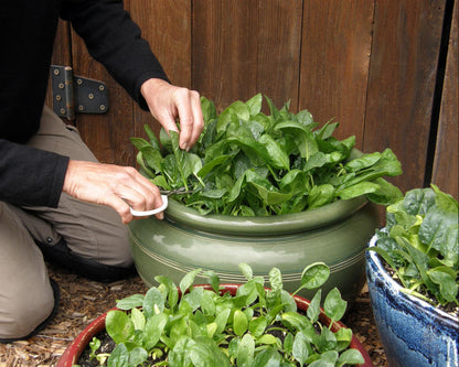 Container Baby Leaf Spinach - Little Hero