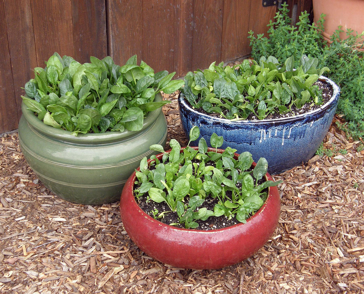 Container Baby Leaf Spinach - Little Hero