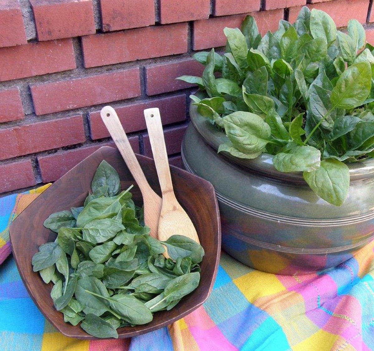 Container Baby Leaf Spinach - Little Hero