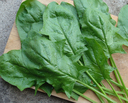 Japanese Spinach - Oriental Giant