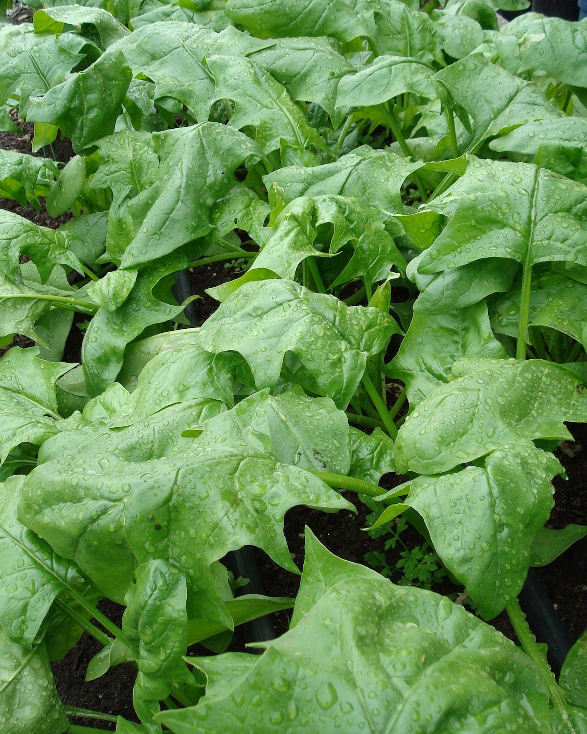 Japanese Spinach - Oriental Giant