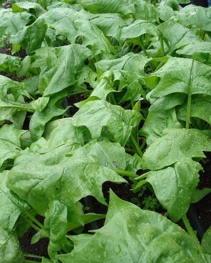 Japanese Spinach - Oriental Giant