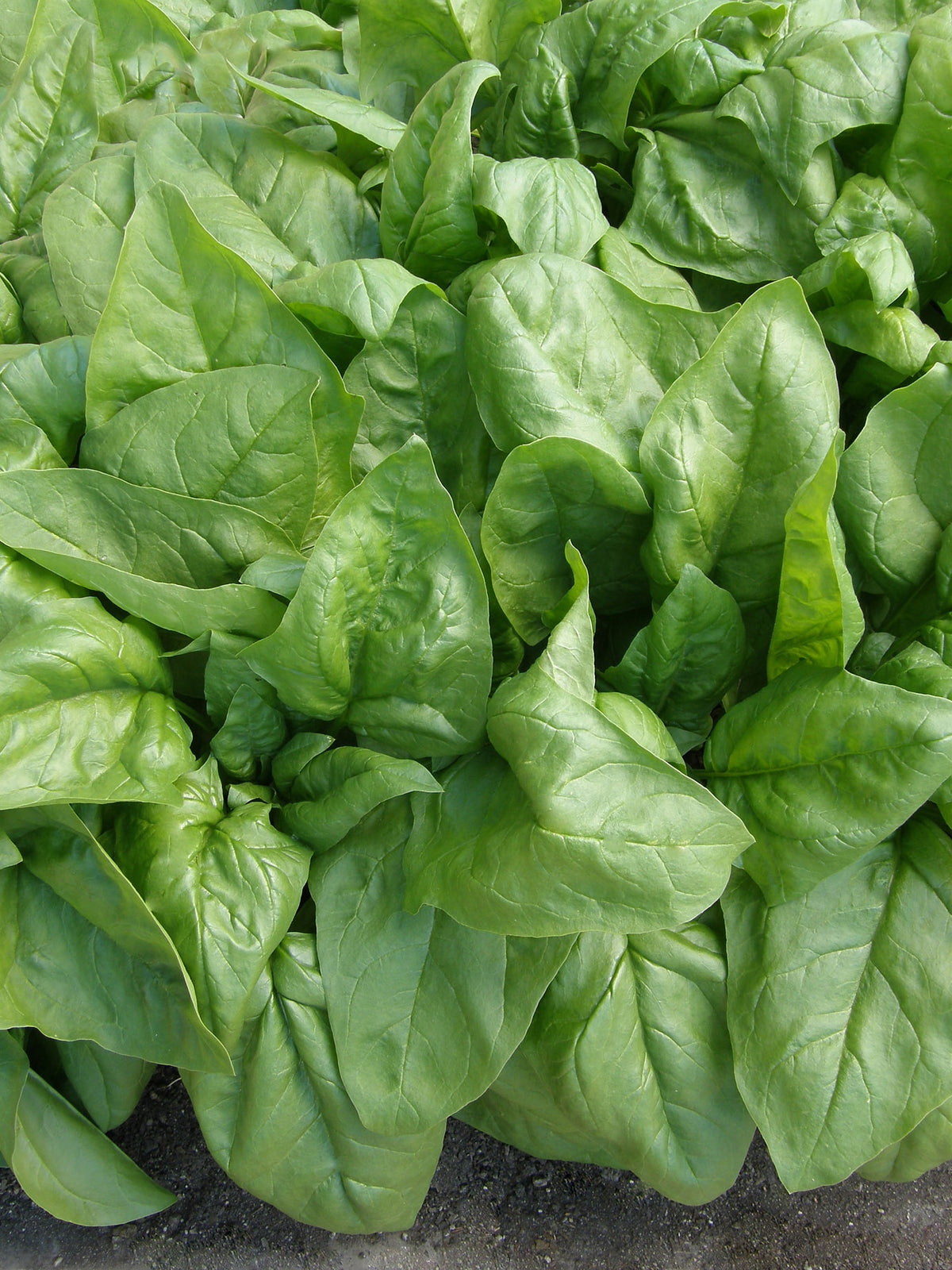 Long-Standing Spinach - Summer Perfection