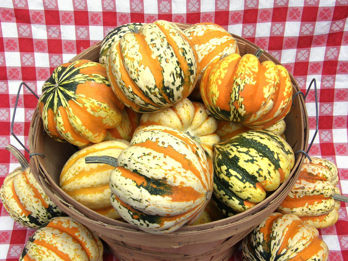 Winter Squash - Carnival